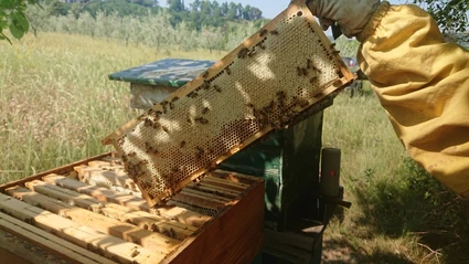 Auf der Entdeckung eines Bienenstocks: die Welt der Bienen an einem Tag 1